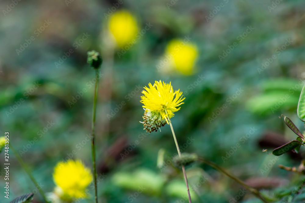 Close up pollen yellow flower of water sensitive plant. Close up pollen yellow flower of water sensitive plant.