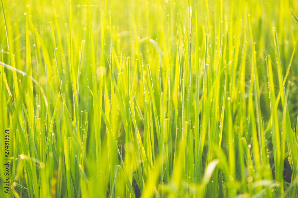 Green wheat field with morning light