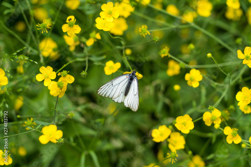 black-veined white butterfly on little yellow flowers