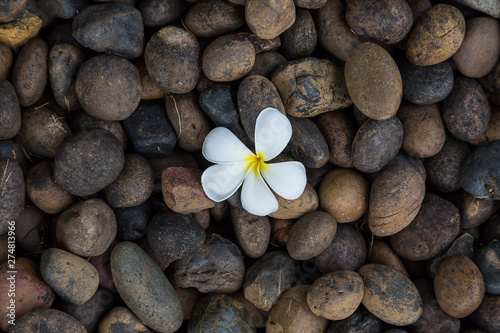 White yellow flower plumeria or frangipani on dark pebble rock