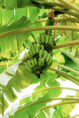 Banana in farm at sky.