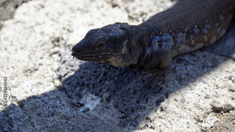 small grey lizard in teide park small grey lizard in teide park