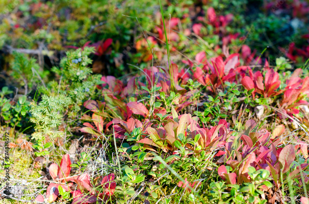 Colorful grass in the tundra of Yakutia with bushes of fir berries in the autumn. Colorful grass in the tundra of Yakutia with bushes of fir berries in the autumn.