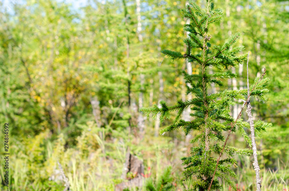 Northern Yakut young spruce grows with thin branches on a background of birch forest on a Sunny day. Northern Yakut young spruce grows with thin branches on a background of birch forest on a Sunny day.