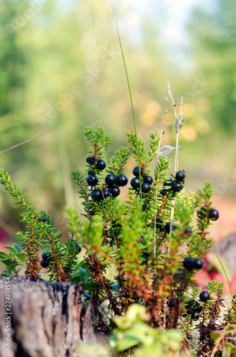 The bushes Nordic berries crowberry in bloom near the stump in the taiga of Yakutia in a forest. photo