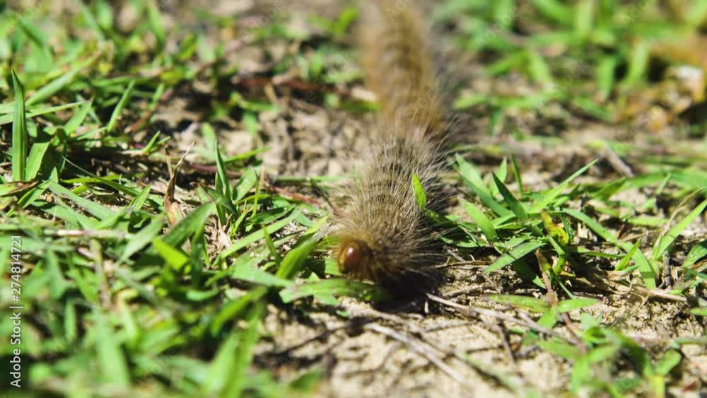 Pine Processionary Moth Conga Line in Grass Pine Processionary Moth Conga Line in Grass