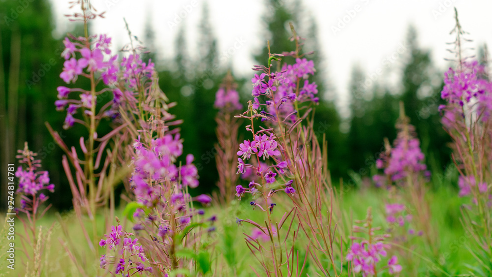 Obraz premium Lilac plants Ivan tea grow on a green field on the background of fir trees in the Northern taiga of Yakutia.