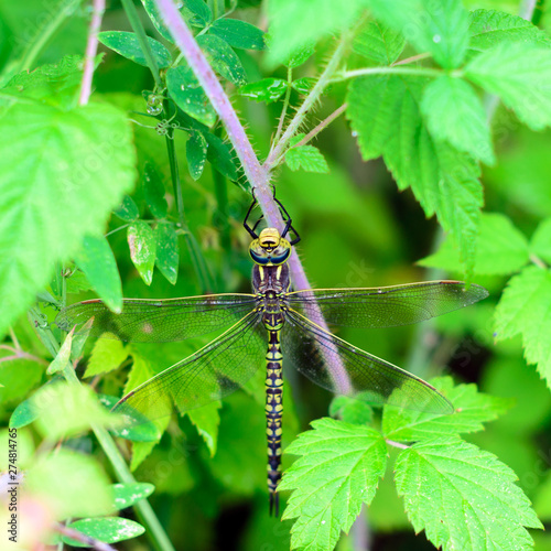 Dragonfly sits on a branch of currant with green leaves near.