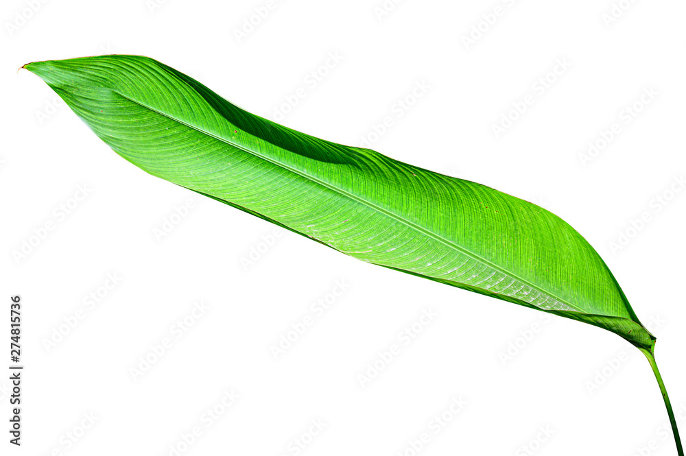 Fototapeta premium Heliconia variegated leaf isolated on white background with clipping path.