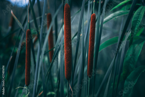 Cattail Reeds at the Aquatic Gardens
