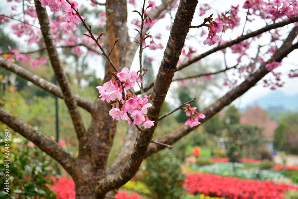blooming cherry tree in spring