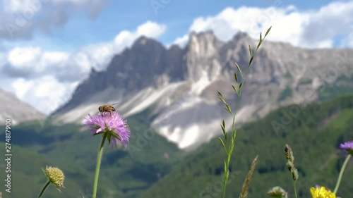 Bee on purple flower in front of mountains in the Dolomites in northeastern Italy