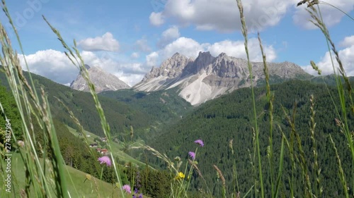 Slow motion shot of swaying grass and spring flowers in front of green hilly landscape in the Dolomite mountains in northeastern Italy