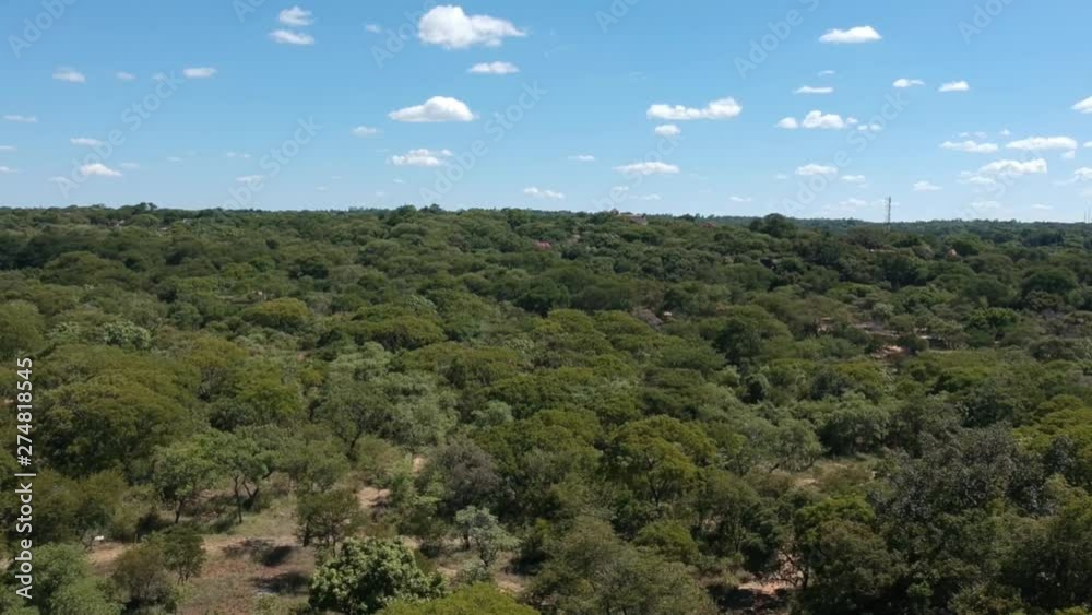 A push forward drone shot of trees in a dense bush area captured under sunny conditions. A push forward drone shot of trees in a dense bush area captured under sunny conditions.