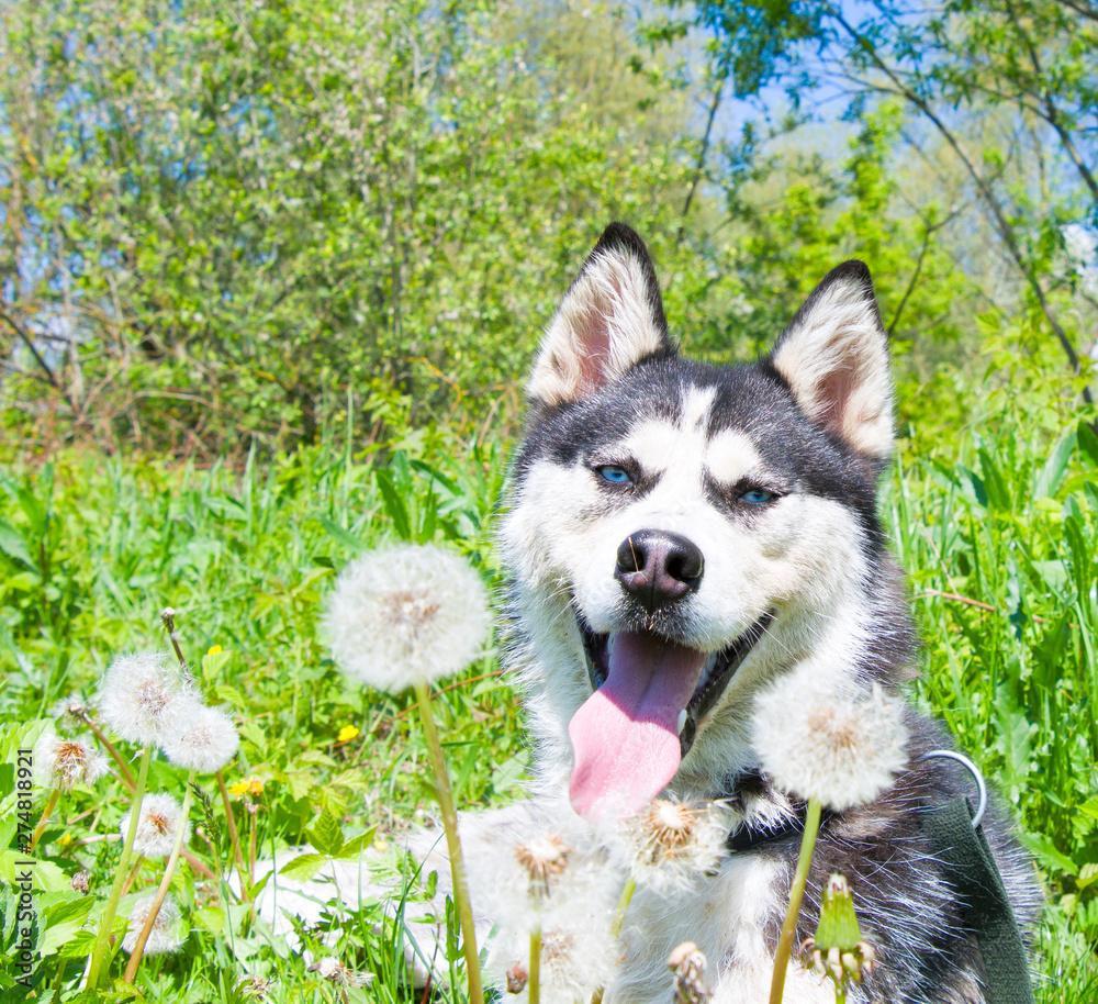 husky on lawn