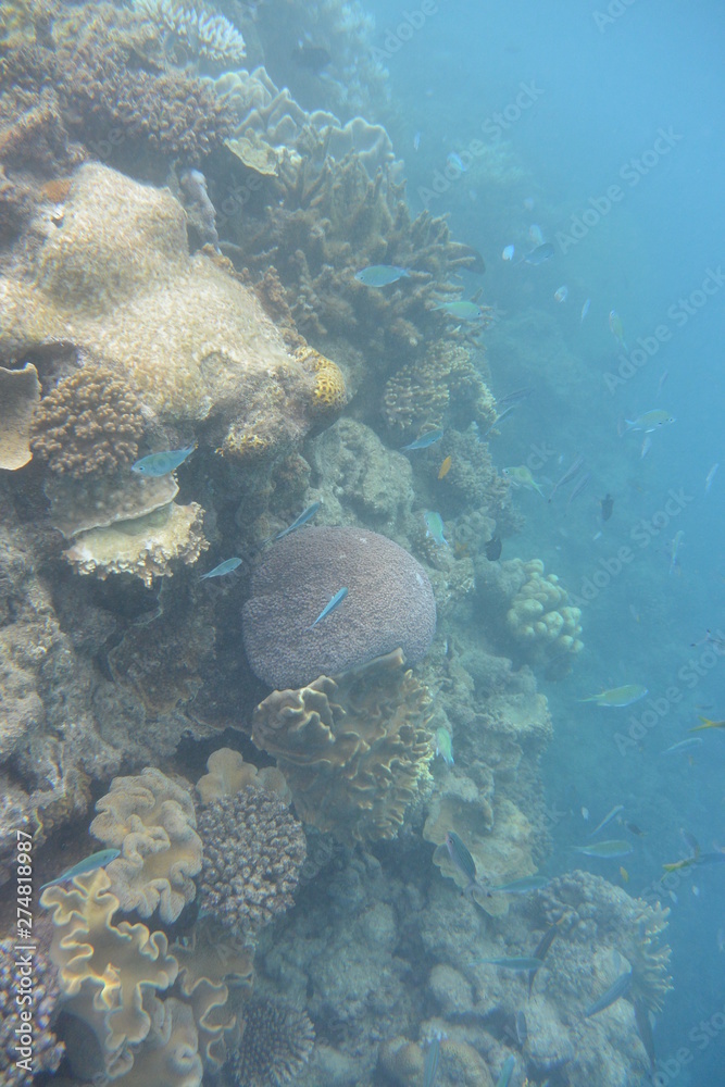 Fototapeta premium Great Barrier Reef, Cairns Queensland Australia 