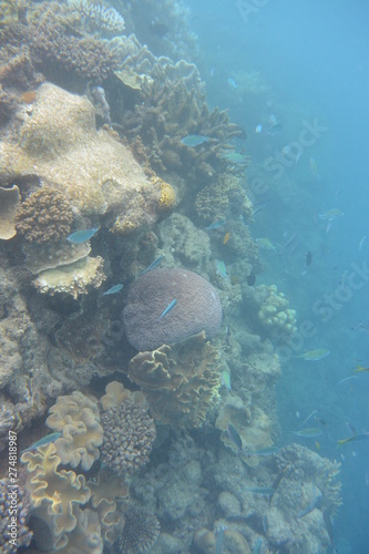 Great Barrier Reef, Cairns Queensland Australia 