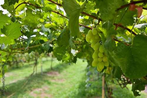 A bunch of white wine grapes at vineyard