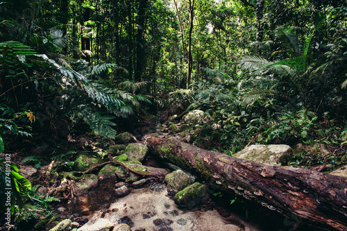 Mossman Gorge, Port Douglas, Cairns Queensland Australia 