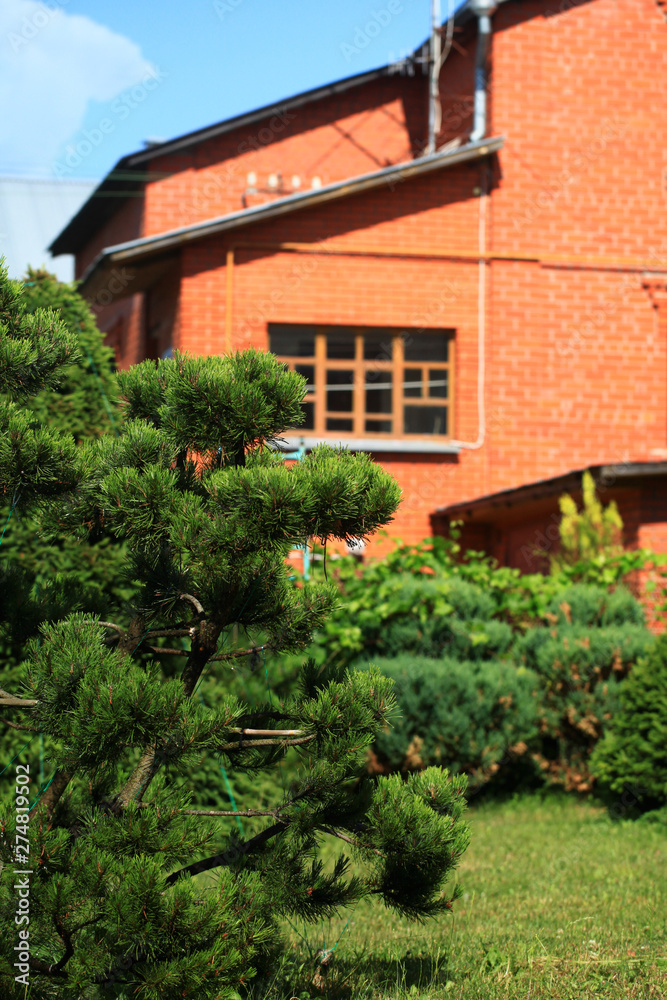 Blur Landscape in the garden. Young pine-tree and garden path. The concept of landscaping design. Soft focus image. Topiary.