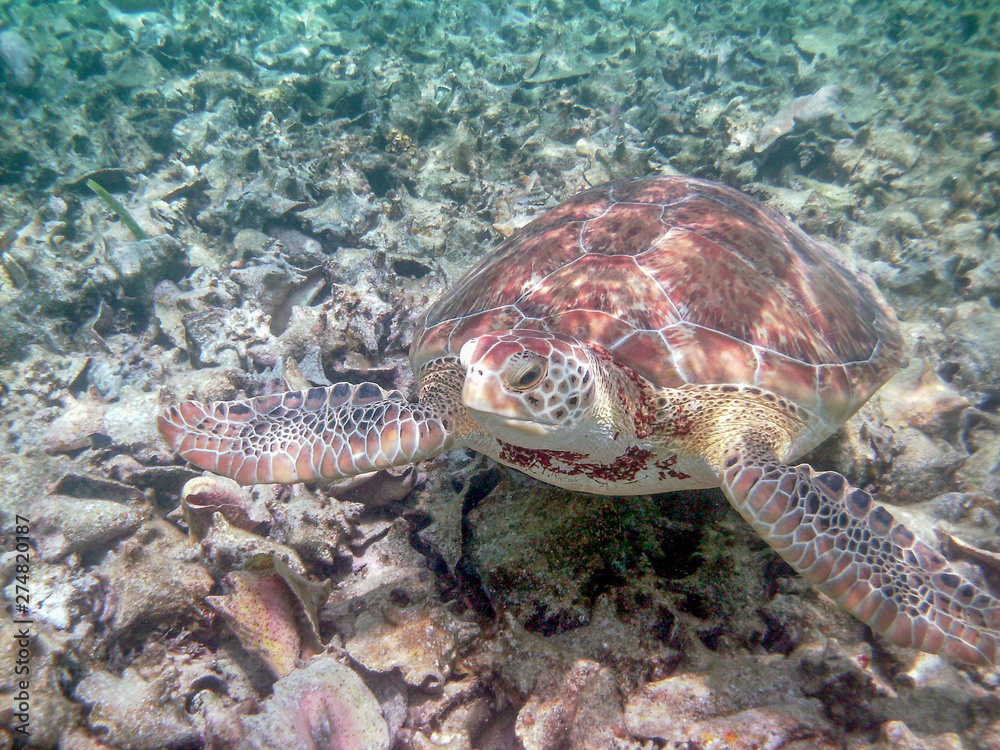 Fototapeta premium Sea Turtle