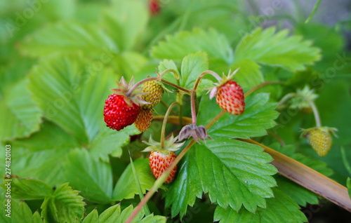 Fragaria ripe and unripe berries on green leaves background close up. Wild strawberry.