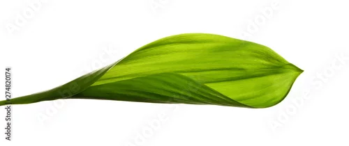 Panel kuchenny z motywem Lily of the valley leaves isolate. Green foliage of lily of the valley on a white isolated background.