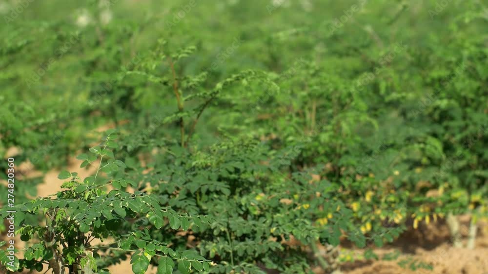 Plantation with young Moringa trees Plantation with young Moringa trees