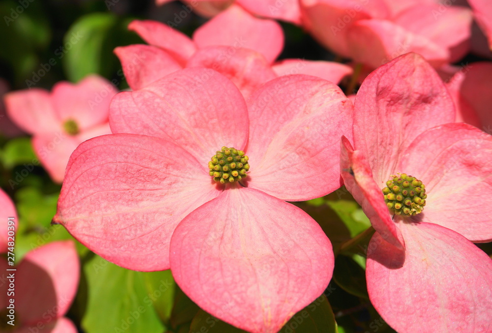 Showy and bright pink dogwood tree biscuit-shaped flowers close up. Showy and bright pink dogwood tree biscuit-shaped flowers close up.