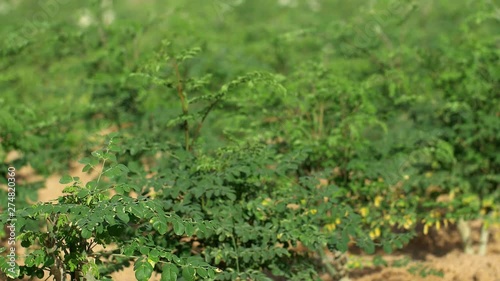 Wallpaper Mural Plantation with young Moringa trees Torontodigital.ca