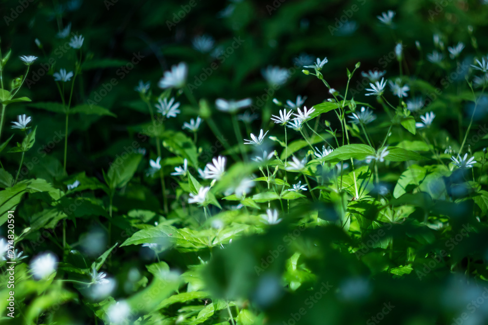 Summer sunny background - forest glade with small white flowers. The concept of outdoor recreation, the beauty of summer nature. Shades of white and green colors. Summer sunny background - forest glade with small white flowers. The concept of outdoor recreation, the beauty of summer nature. Shades of white and green colors.