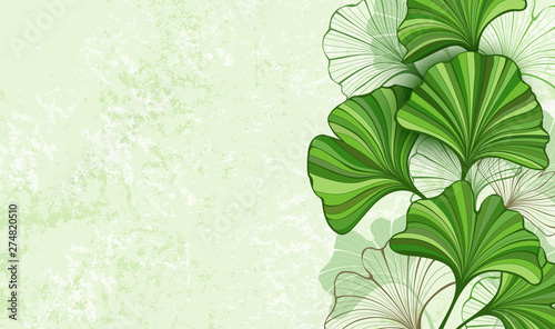 Green background with leaves of Ginkgo biloba