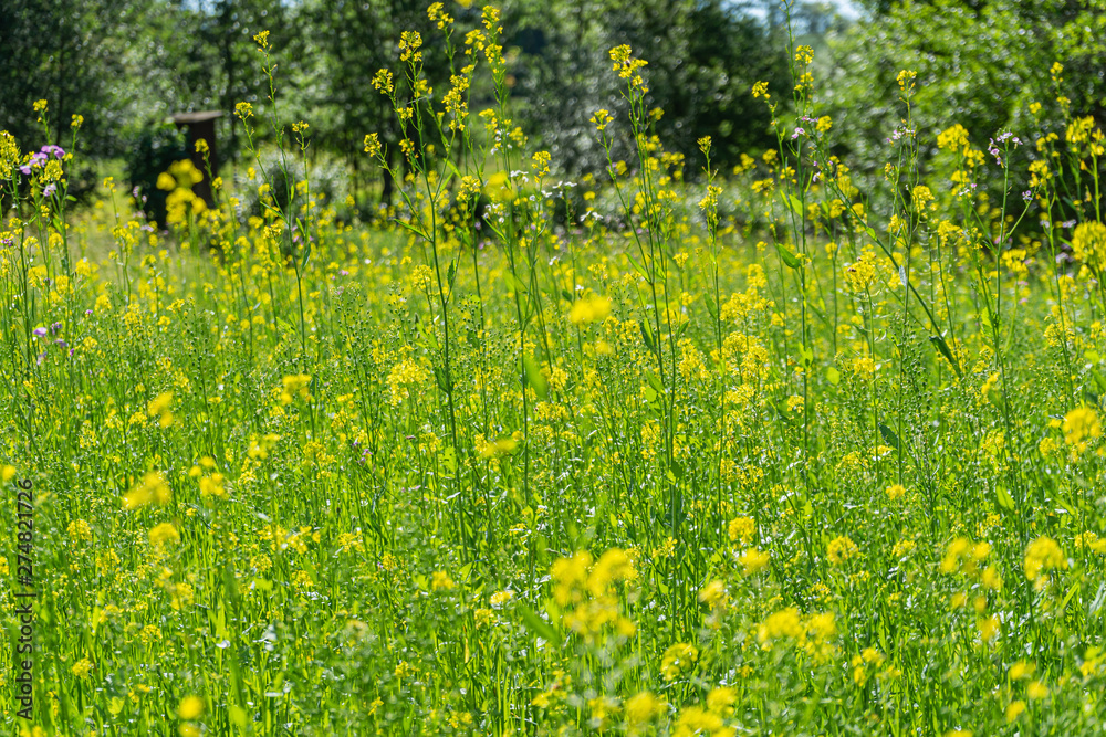 Obraz premium Field with grasses and yellow flowers