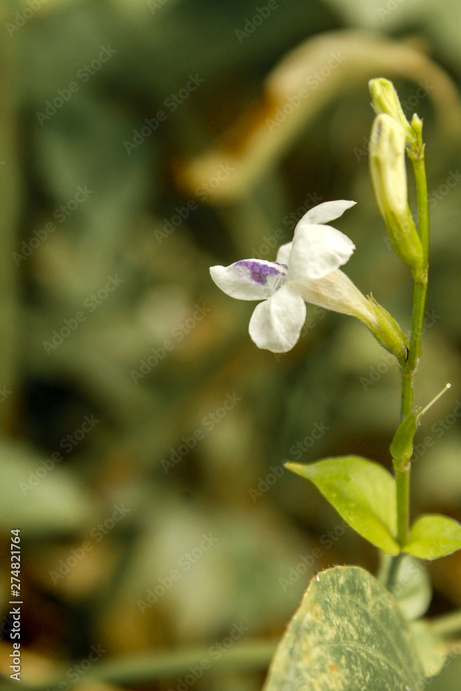 beautiful and charming white flower beautiful and charming white flower