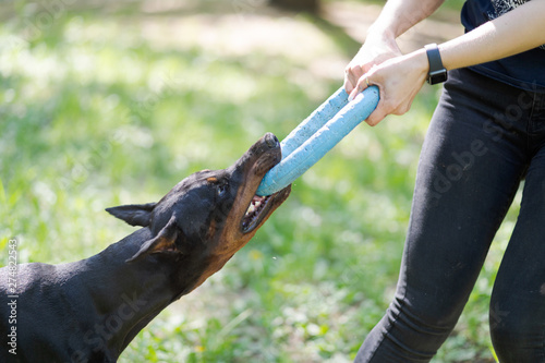 Doberman pinscher playing with a woman. Training of the dog.
