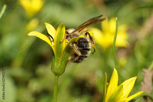 Close-up of gray bee Andrena wilkella on onion flower photo