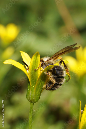 Macro of gray bee Andrena wilkella on onion flower photo