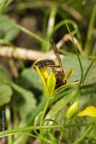 Macro of bee Andrena wilkella on yellow onion flower photo