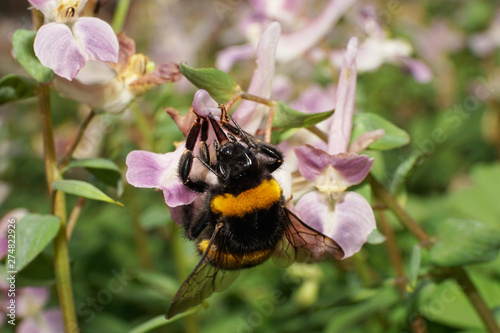 Macro of Bumblebee Bombus lucorum on pink flower photo