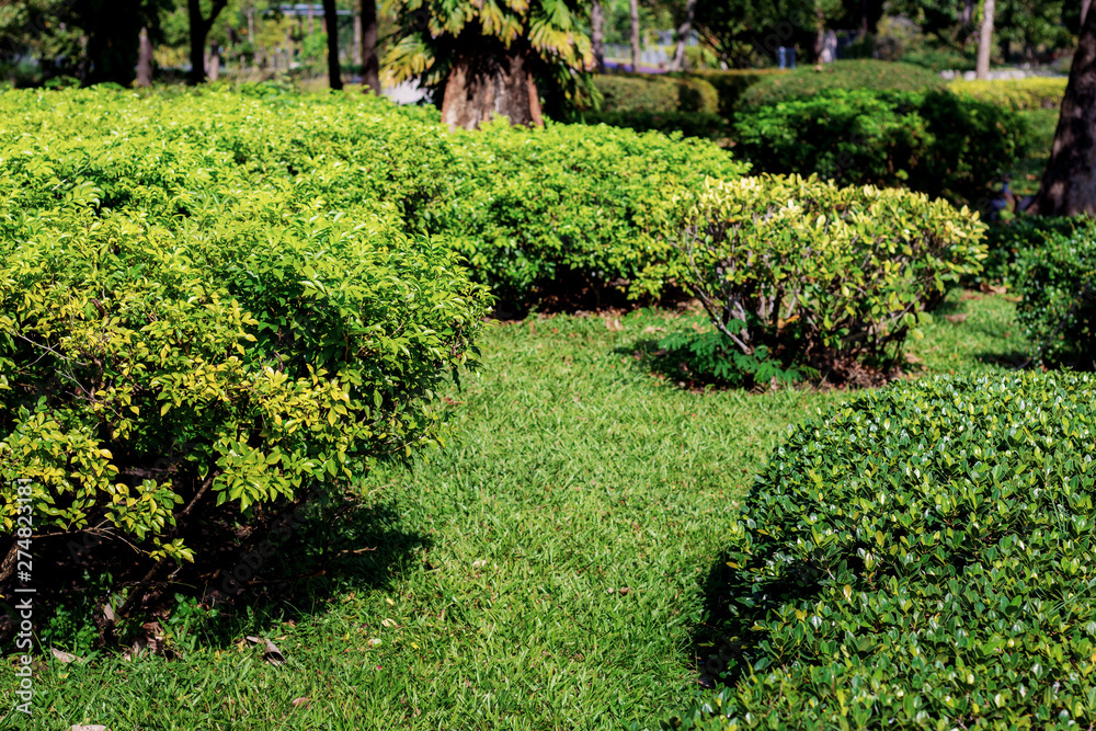Ornamental in garden. Ornamental in garden.