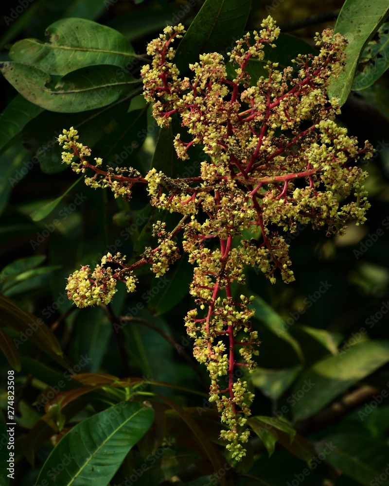 mango flower