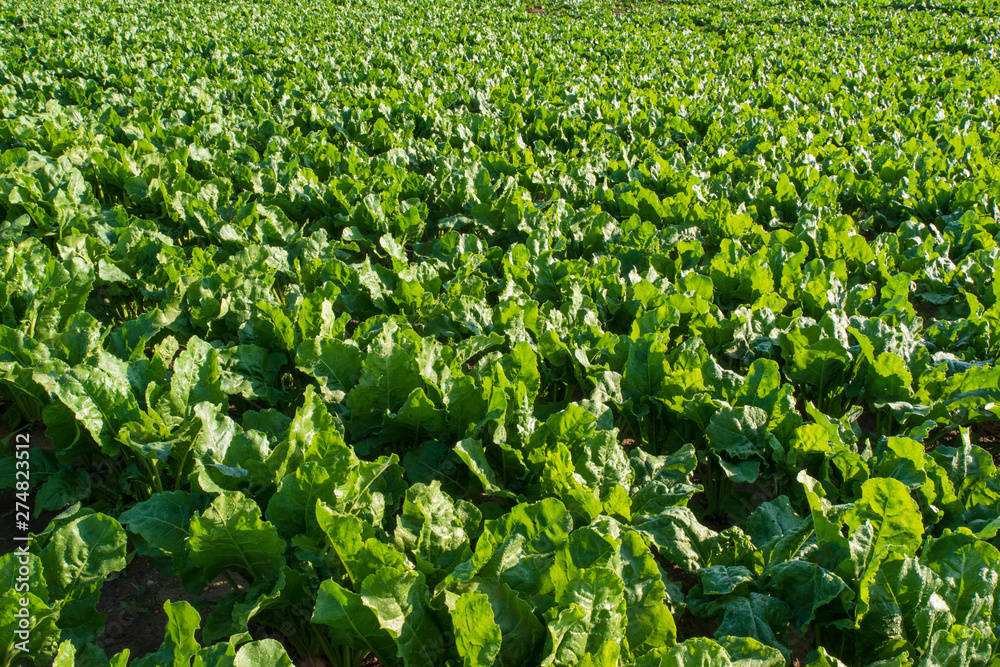 Close-up of a beet field in summer
