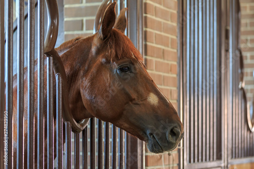 Brown horse pokes its head out of a stall in stable