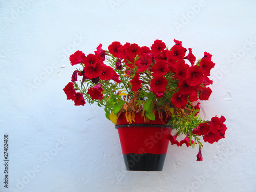 Red flowers in pot on white wall photo