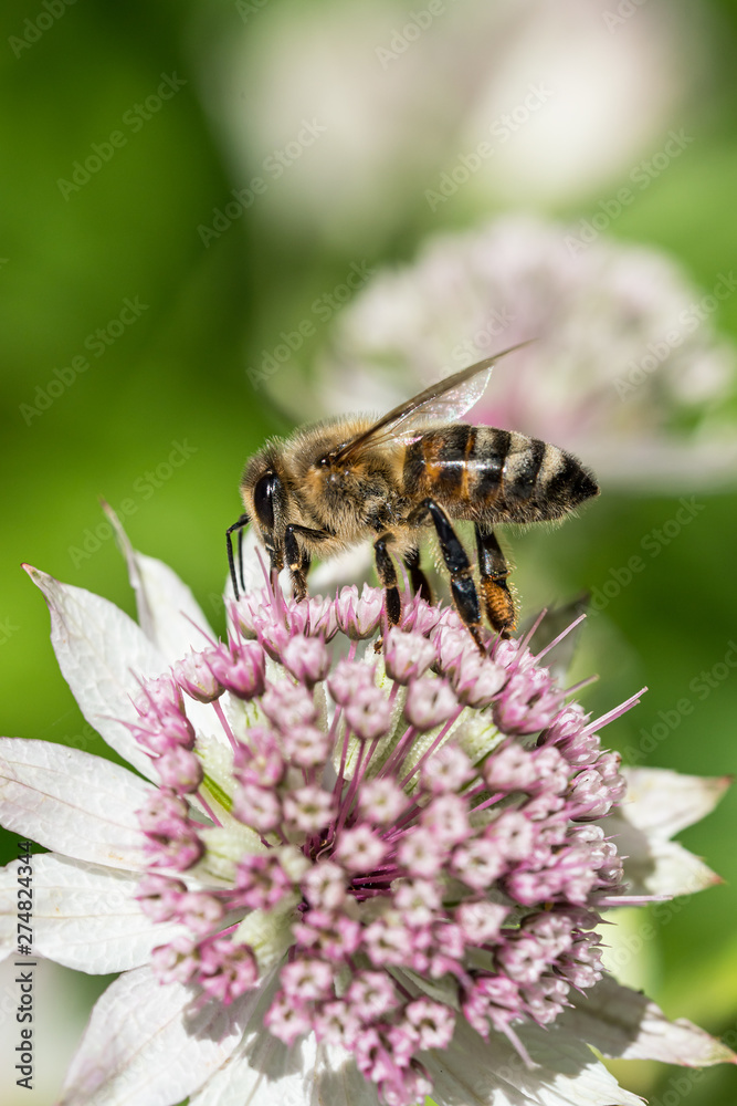 Close up side view of honey bee on top of astrantia flower with other flowers in the blurred background Close up side view of honey bee on top of astrantia flower with other flowers in the blurred background