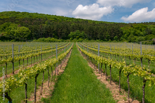 Vineyard field in Austria