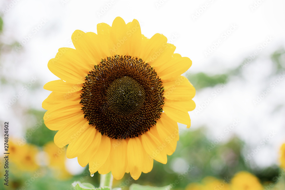 Obraz premium Sunflower with colorful at sky.