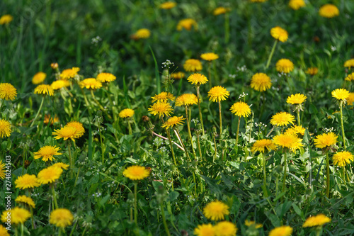 Green grass with yellow dandelions. Close up spring flowers.