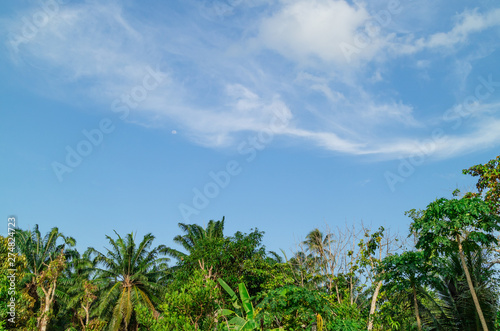 Green foliage background cloudy sky