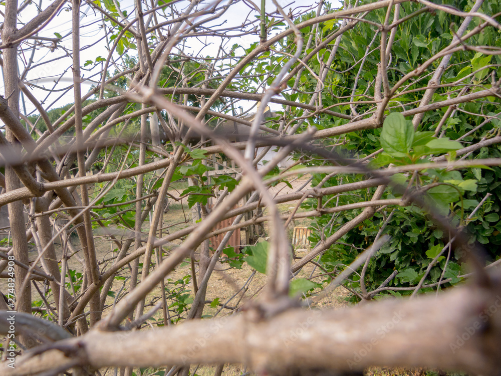 Branches on the foreground, blurred Branches on the foreground, blurred